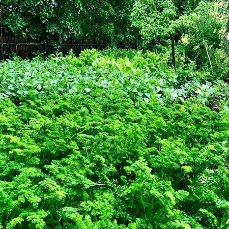 Greta Oda ve Kahvaltı